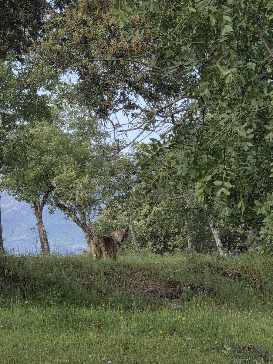 naturisminart's tweet photo. Iberian wolf in the Sierra de Guadarrama. May 2026. https://t.co/PngWHEgonW