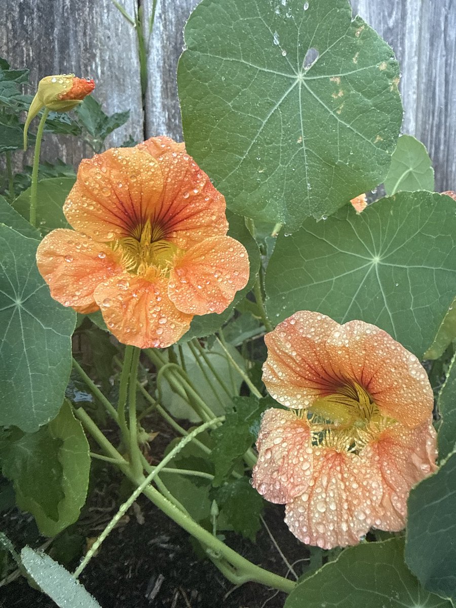 nayriea's tweet photo. Update: what I thought were my poppies next my glorious gleam were actually weeds that I’ve been tenderly caring for #empath so my poppies were a bust but that’s ok we live and we learn https://t.co/ZEZ2QHCFs0