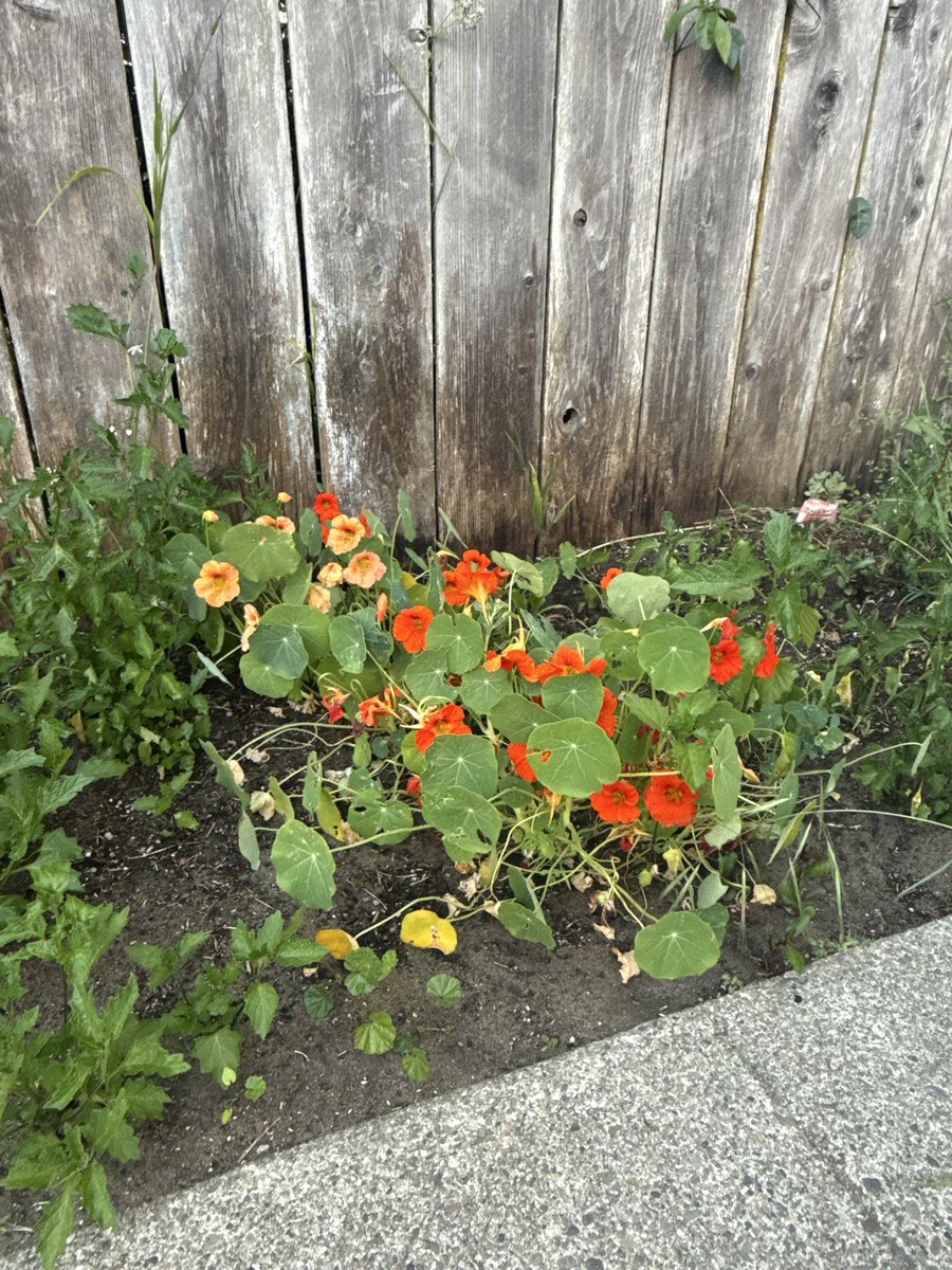 nayriea's tweet photo. Update: what I thought were my poppies next my glorious gleam were actually weeds that I’ve been tenderly caring for #empath so my poppies were a bust but that’s ok we live and we learn https://t.co/ZEZ2QHCFs0