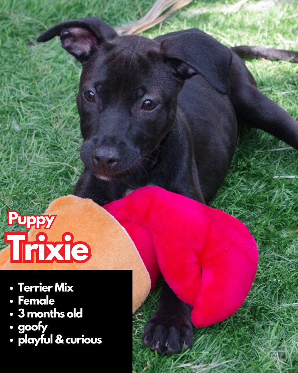 paws4you's tweet photo. Each puppy has their own unique personality — goofy, cuddly, curious, gentle, energetic — but they all have one thing in common: they’re ready to love and be loved. 🐶💕

To meet or adopt, please fill out an application: https://t.co/yurbGUIuMx https://t.co/LXfB9obv99