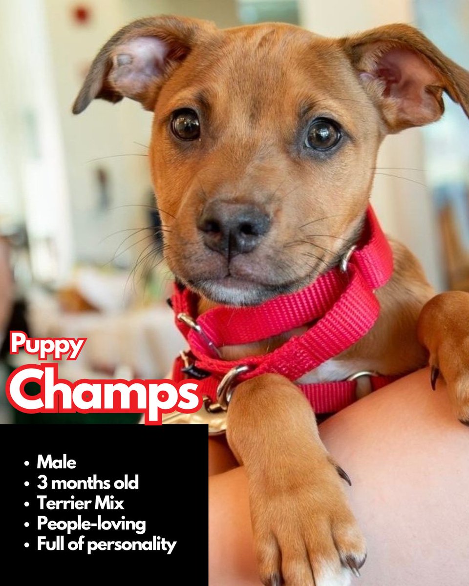 paws4you's tweet photo. Each puppy has their own unique personality — goofy, cuddly, curious, gentle, energetic — but they all have one thing in common: they’re ready to love and be loved. 🐶💕

To meet or adopt, please fill out an application: https://t.co/yurbGUIuMx https://t.co/LXfB9obv99