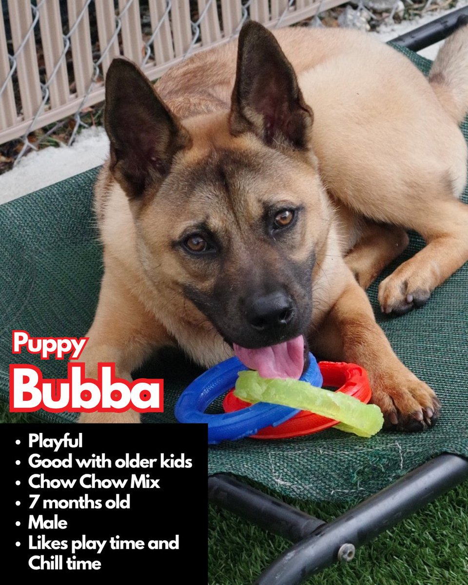 paws4you's tweet photo. Each puppy has their own unique personality — goofy, cuddly, curious, gentle, energetic — but they all have one thing in common: they’re ready to love and be loved. 🐶💕

To meet or adopt, please fill out an application: https://t.co/yurbGUIuMx https://t.co/LXfB9obv99