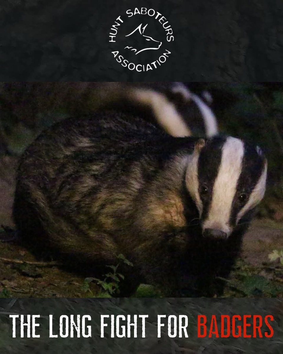 HuntSabs's tweet photo. As we reach the end of the cruel and inhumane badger cull in England, we look back over nearly 13 years - remembering the 250,000 badgers killed and the extraordinary efforts of those who tried to save them, efforts that also saved many lives.

"𝐀𝐬 𝐭𝐡𝐞 𝐜𝐮𝐥𝐥 𝐚𝐫𝐞𝐚𝐬 𝐠𝐫𝐞𝐰, 𝐬𝐨 𝐝𝐢𝐝 𝐭𝐡𝐞 𝐧𝐮𝐦𝐛𝐞𝐫𝐬 𝐨𝐟 𝐩𝐞𝐨𝐩𝐥𝐞 𝐭𝐚𝐤𝐢𝐧𝐠 𝐚 𝐬𝐭𝐚𝐧𝐝 𝐚𝐠𝐚𝐢𝐧𝐬𝐭 𝐭𝐡𝐞𝐦 𝐚𝐧𝐝 𝐟𝐫𝐨𝐦 𝐭𝐡𝐞𝐬𝐞 𝐚𝐜𝐭𝐢𝐯𝐢𝐬𝐭𝐬 𝐦𝐚𝐧𝐲 𝐡𝐮𝐧𝐭 𝐬𝐚𝐛 𝐠𝐫𝐨𝐮𝐩𝐬 𝐰𝐞𝐫𝐞 𝐟𝐨𝐫𝐦𝐞𝐝 - 𝐰𝐢𝐭𝐡 𝐩𝐞𝐨𝐩𝐥𝐞 𝐥𝐞𝐚𝐫𝐧𝐢𝐧𝐠 𝐭𝐡𝐞 𝐞𝐬𝐬𝐞𝐧𝐭𝐢𝐚𝐥 𝐬𝐚𝐛 𝐬𝐤𝐢𝐥𝐥𝐬 𝐨𝐟 𝐞𝐧𝐝𝐮𝐫𝐚𝐧𝐜𝐞, 𝐜𝐚𝐦𝐚𝐫𝐚𝐝𝐞𝐫𝐢𝐞 𝐚𝐧𝐝 𝐫𝐞𝐬𝐢𝐬𝐭𝐚𝐧𝐜𝐞."

Read more ⬇

https://t.co/J4ZSpfDBlb