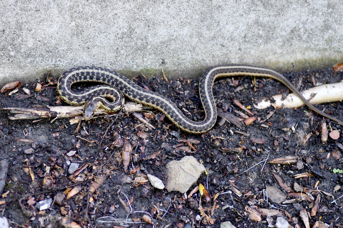 TodayInNature's tweet photo. Garter snake.
(Photo by Glenn P. Knoblock)
#snakes #NaturePhotography #wildlife #nature https://t.co/st5lAyOfAZ
