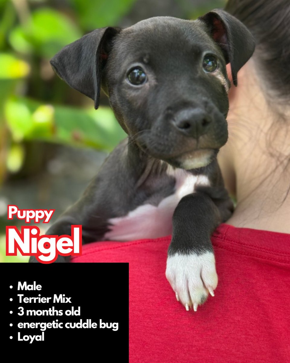 paws4you's tweet photo. Each puppy has their own unique personality — goofy, cuddly, curious, gentle, energetic — but they all have one thing in common: they’re ready to love and be loved. 🐶💕 (pt.2)

To meet or adopt, please fill out an application: https://t.co/yurbGUIuMx https://t.co/JlaF3S4v4y
