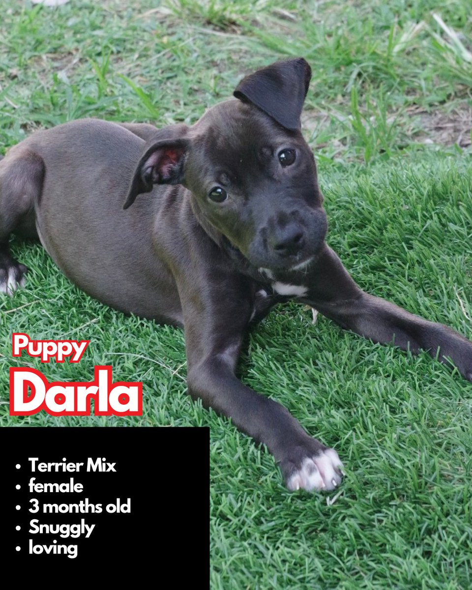 paws4you's tweet photo. Each puppy has their own unique personality — goofy, cuddly, curious, gentle, energetic — but they all have one thing in common: they’re ready to love and be loved. 🐶💕 (pt.2)

To meet or adopt, please fill out an application: https://t.co/yurbGUIuMx https://t.co/JlaF3S4v4y