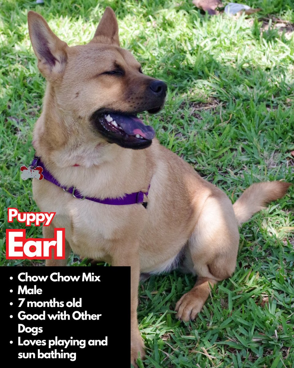 paws4you's tweet photo. Each puppy has their own unique personality — goofy, cuddly, curious, gentle, energetic — but they all have one thing in common: they’re ready to love and be loved. 🐶💕 (pt.2)

To meet or adopt, please fill out an application: https://t.co/yurbGUIuMx https://t.co/JlaF3S4v4y