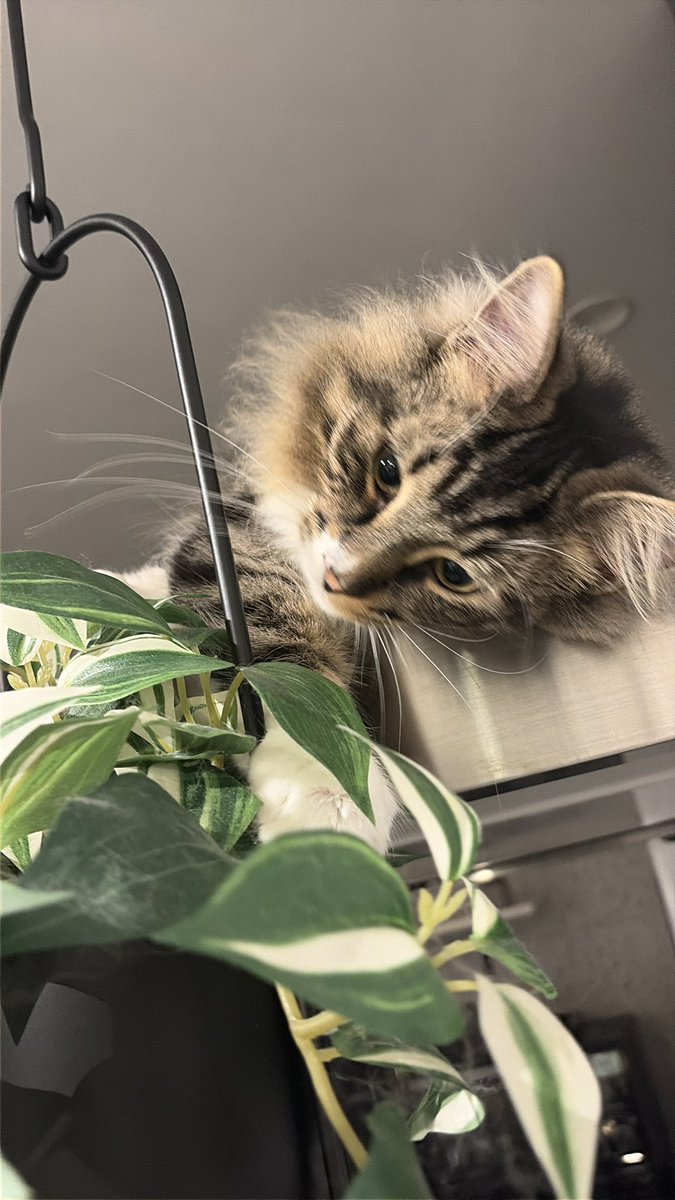 rnp_6's tweet photo. レンジフードの上でくつろぎねこ https://t.co/Z9rfoDjNpn