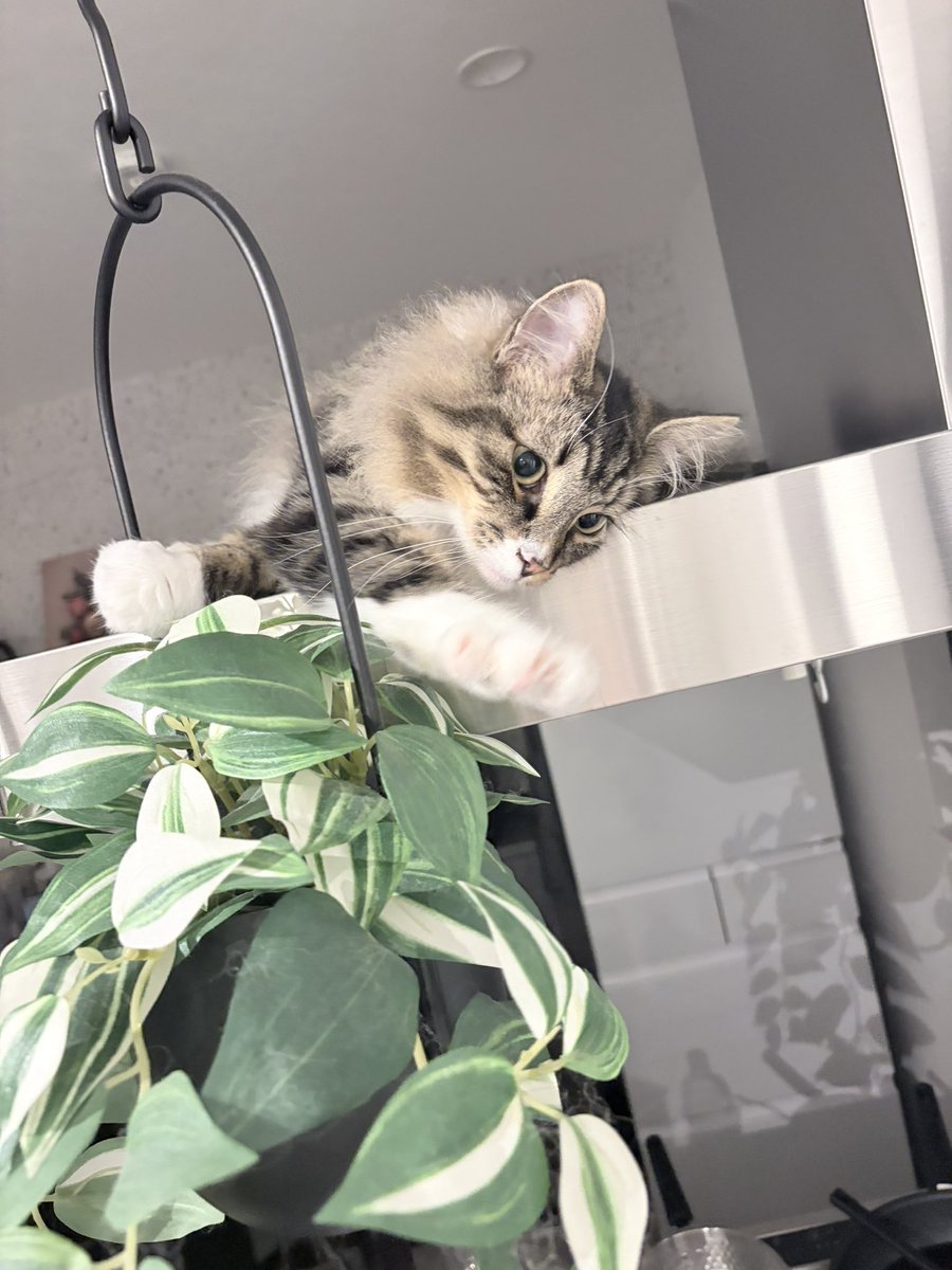rnp_6's tweet photo. レンジフードの上でくつろぎねこ https://t.co/Z9rfoDjNpn