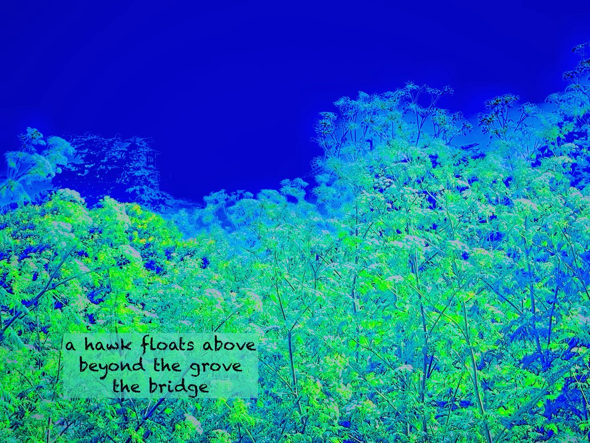 vbvlach's tweet photo. #haiku #Haiga #poetrycommunity #naturephotography #visualpoetry

a hawk floats above
  beyond the grove
      the bridge https://t.co/xUPeDkGzmQ