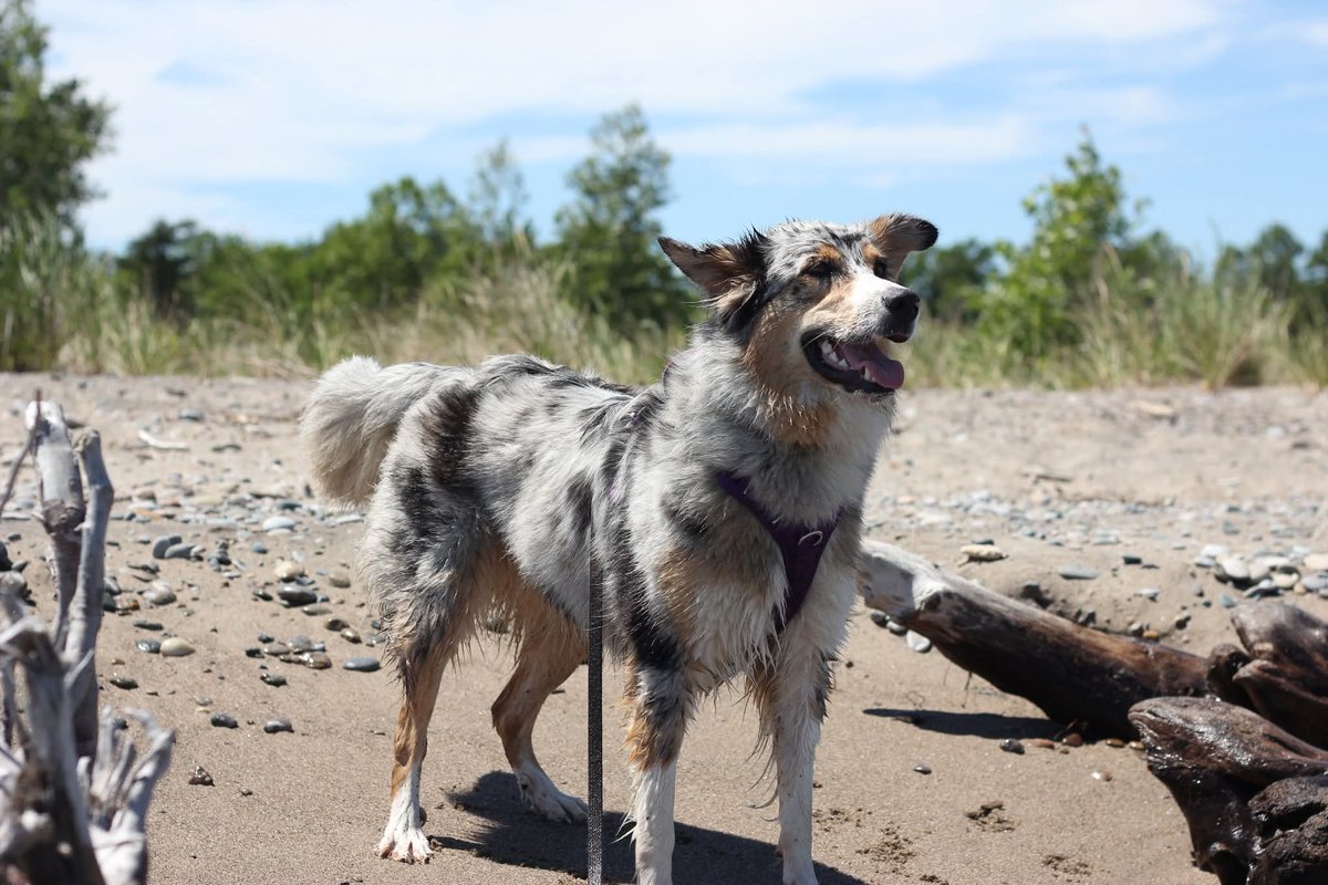 EricRStPierre's tweet photo. On this day five years ago Luna was born into this world.

It seems like just yesterday my wife and I were grabbing her from that Mennonite farm.

Today we're going to be giving Luna a real special day on this longweekend Monday.

Happy Birthday Luna! https://t.co/D0GKO3rcok