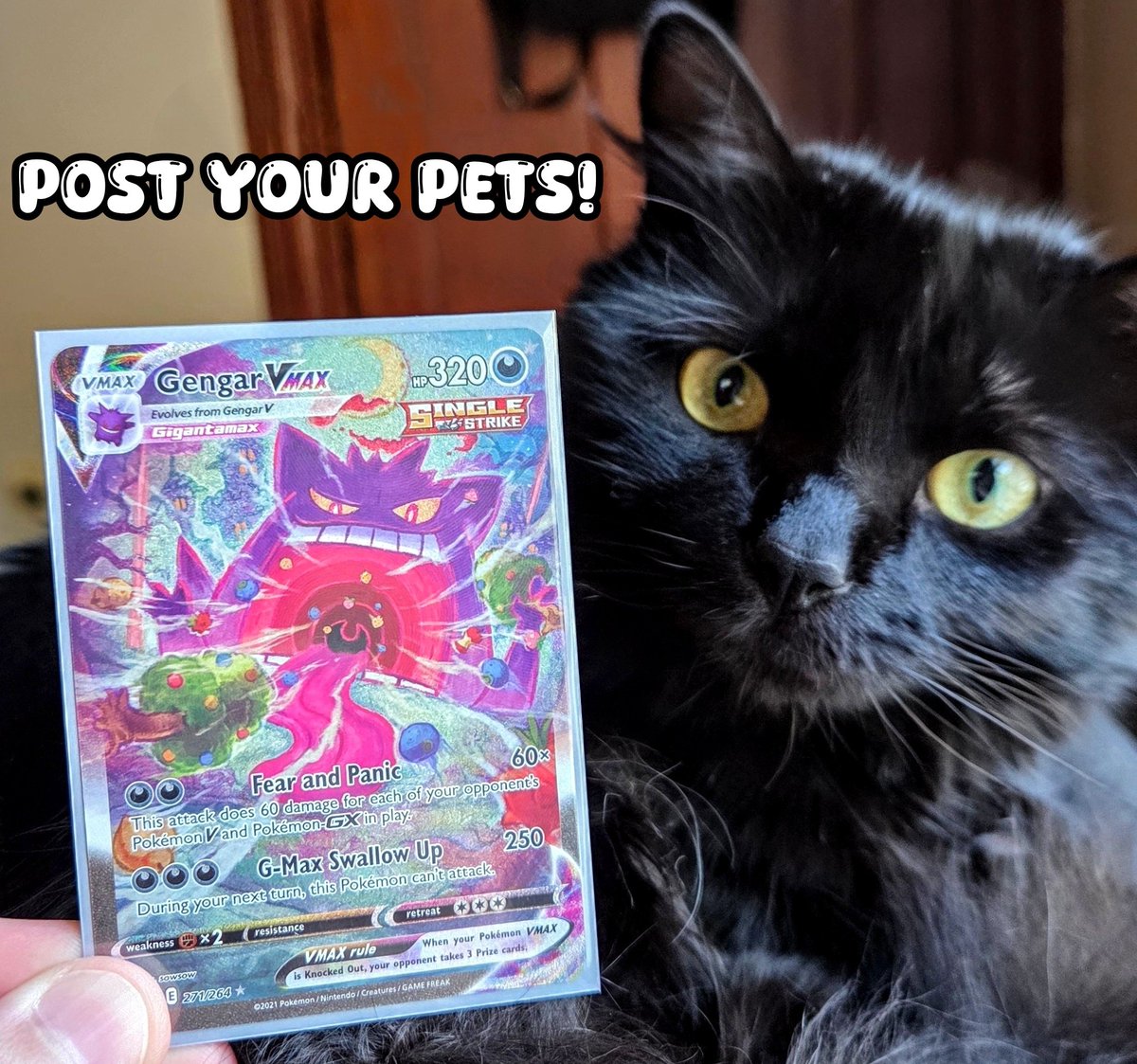 JohnnyCrambo's tweet photo. Show me your real life Pokemon! (PETS) https://t.co/CqYIIdygIO