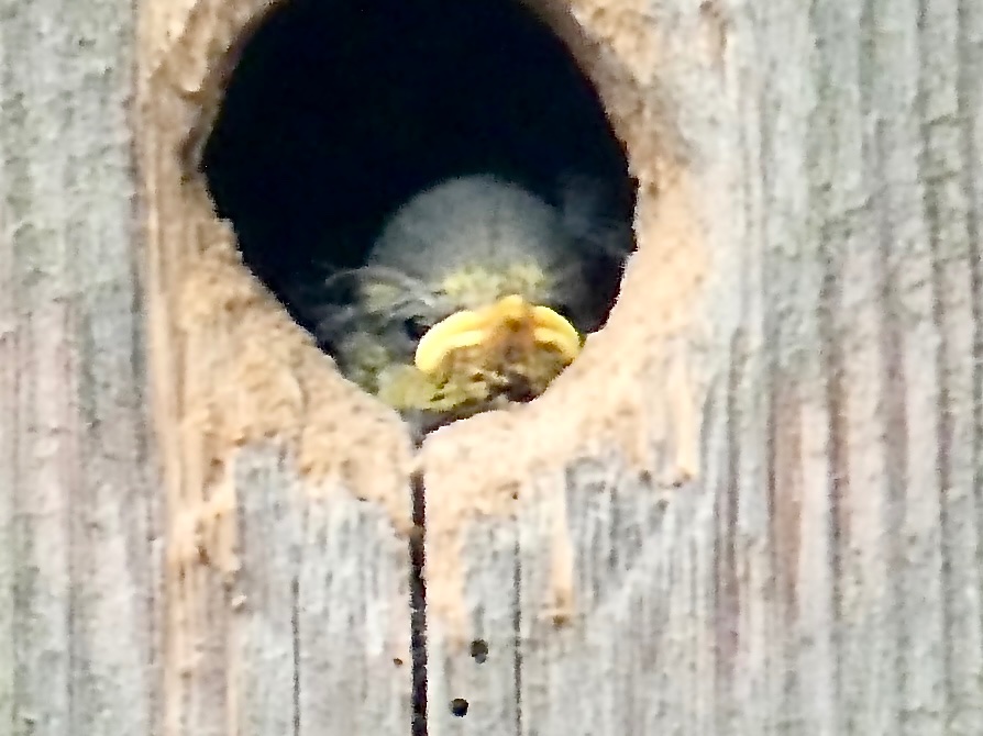victorthevole's tweet photo. We have a family of baby Bluetits in our nest box, who have been calling all day, but I haven’t seen either parent visiting.  Is there anything I can do?  So sad 😢 @BBCSpringwatch @Natures_Voice https://t.co/RLuDfM3GvZ