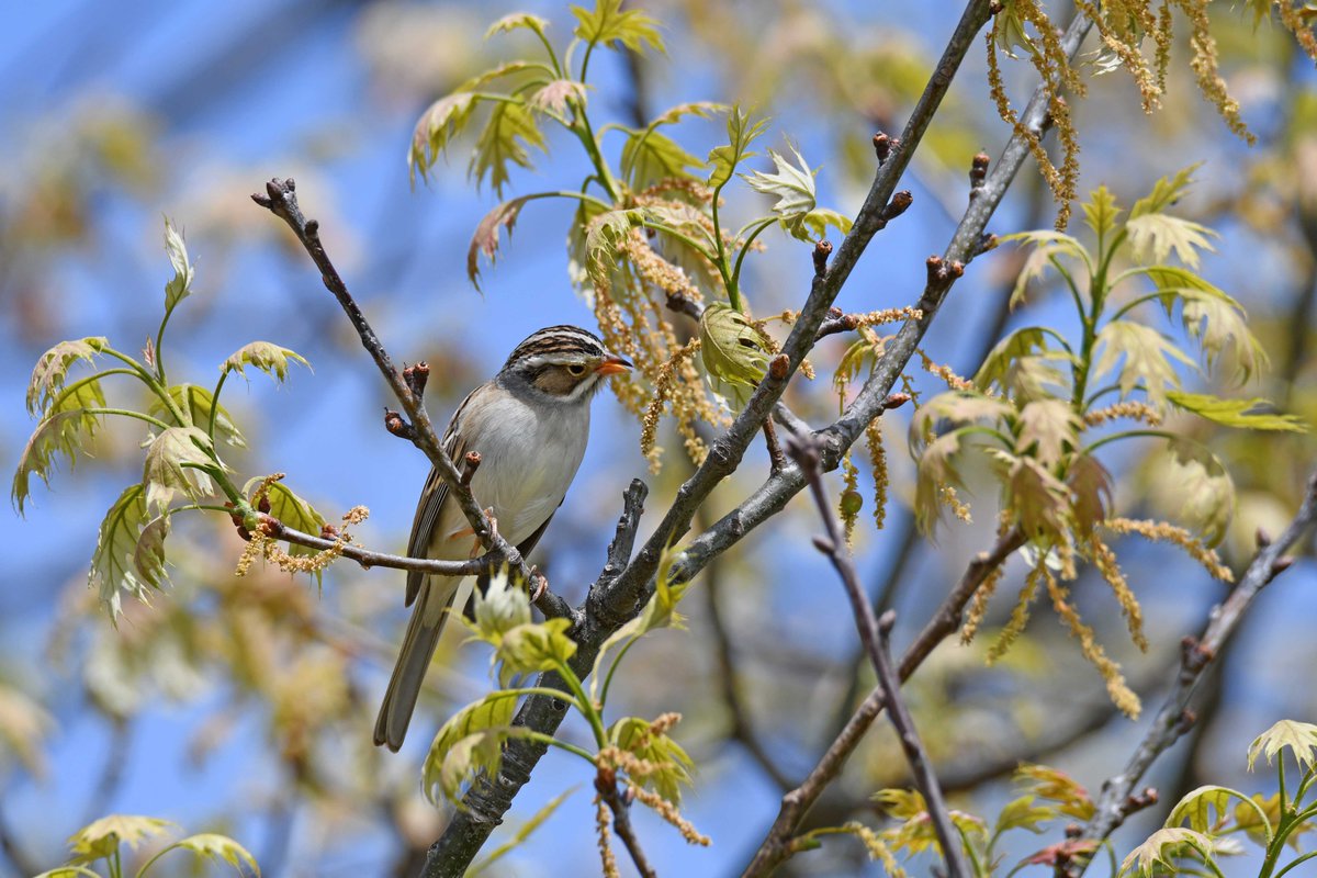 TodayInNature's tweet photo. Clay colored sparrow.
(Photo by Anthony Schalk)
#birds #NaturePhotography #wildlife #nature https://t.co/LAOgRDbpI9