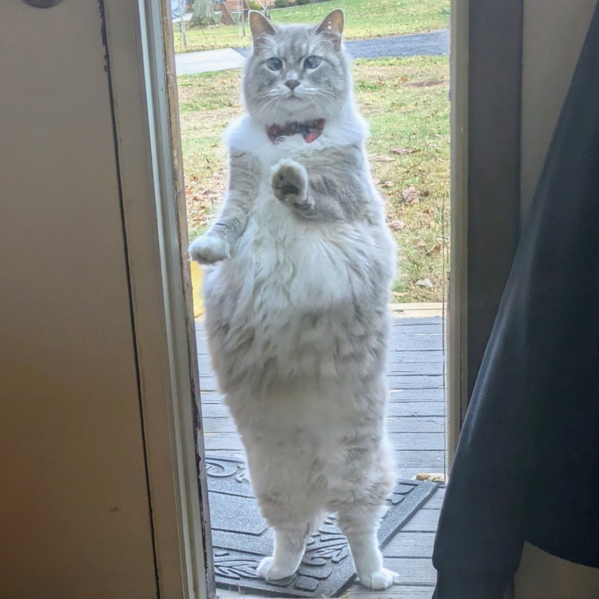 eannielsen's tweet photo. Kitten is really the best cat. https://t.co/0YJxCYFREW