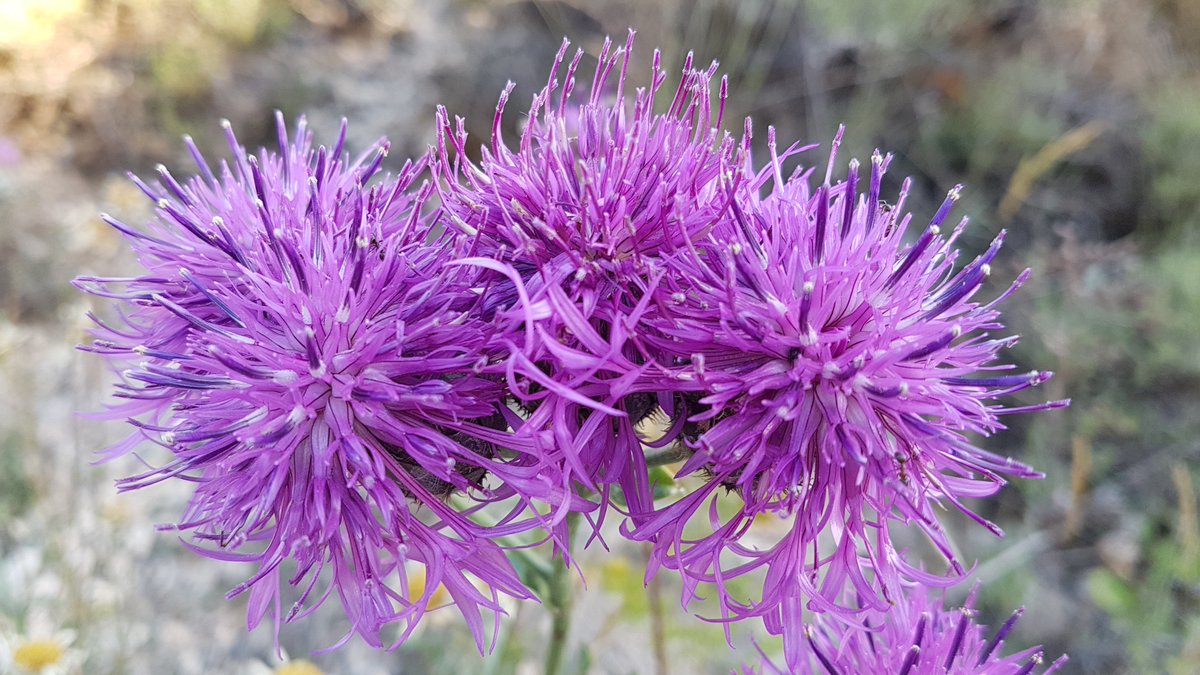 Herudeldin's tweet photo. Escobilla mayor.

#NaturePhotography 
#nature
#photography
#FlowerPhotography 
#Flowers 
#macrophotography https://t.co/aF9pGLqwOJ