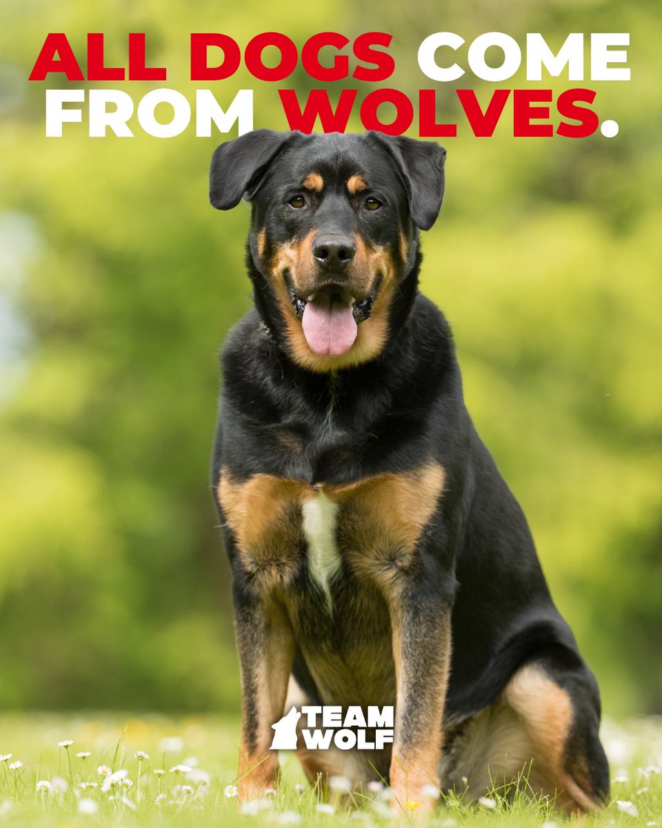 Team Wolf tweet media