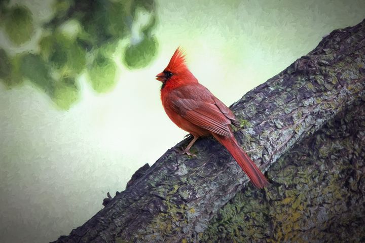 Stardustimaging's tweet photo. Art of the Day! "Sir Cardinal". Buy at: https://t.co/kWfjbN1t3W https://t.co/tLPVtUnI1i