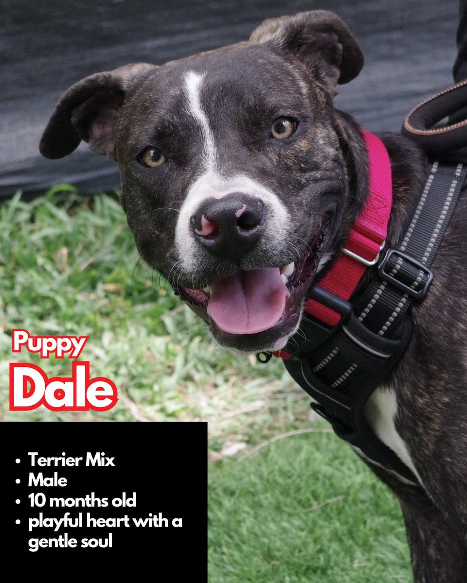 paws4you's tweet photo. Each puppy has their own unique personality — goofy, cuddly, curious, gentle, energetic — but they all have one thing in common: they’re ready to love and be loved. 🐶💕 (pt.3)

To meet or adopt, please fill out an application: https://t.co/yurbGUIuMx https://t.co/HInL5DcX8h