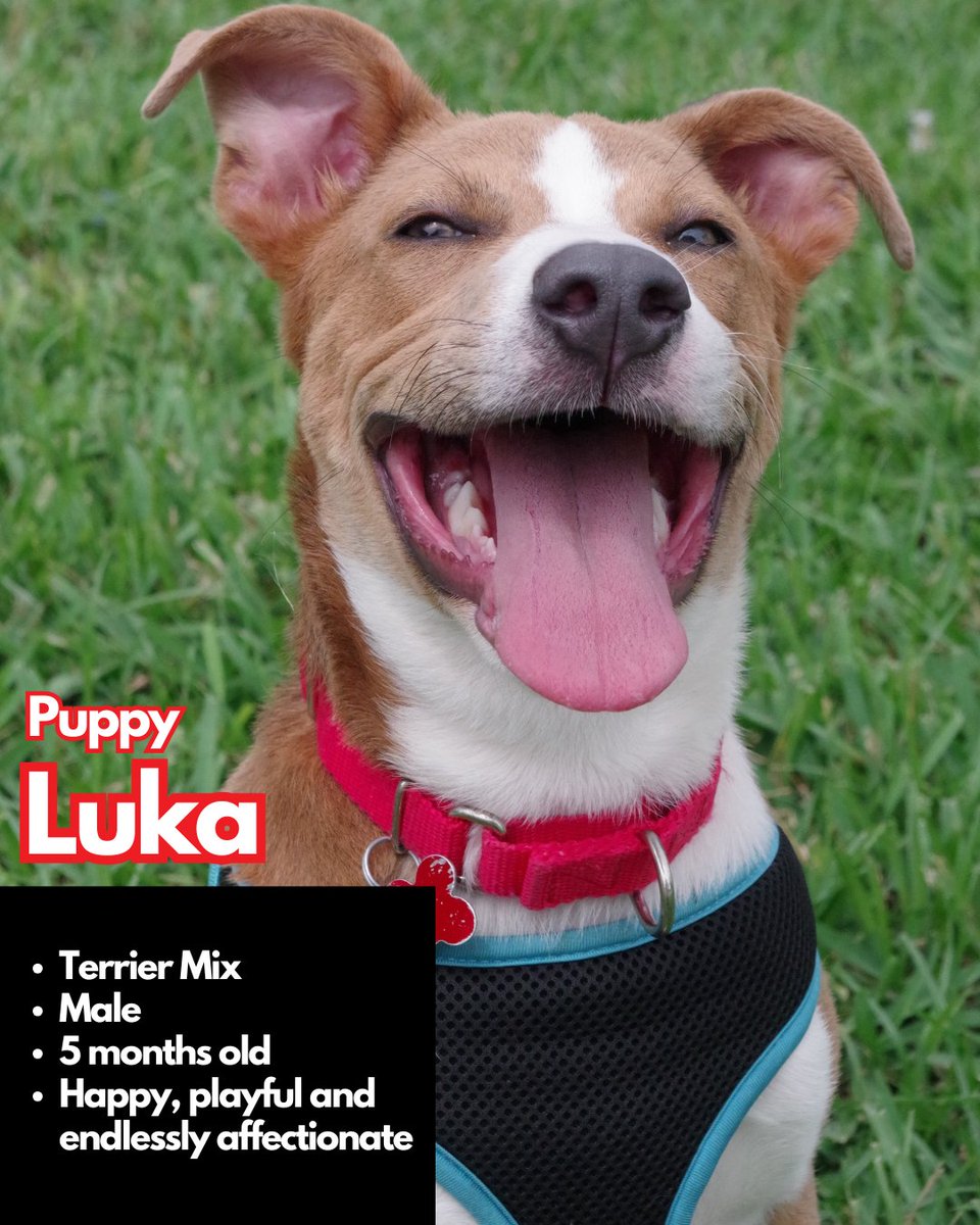 paws4you's tweet photo. Each puppy has their own unique personality — goofy, cuddly, curious, gentle, energetic — but they all have one thing in common: they’re ready to love and be loved. 🐶💕 (pt.3)

To meet or adopt, please fill out an application: https://t.co/yurbGUIuMx https://t.co/HInL5DcX8h