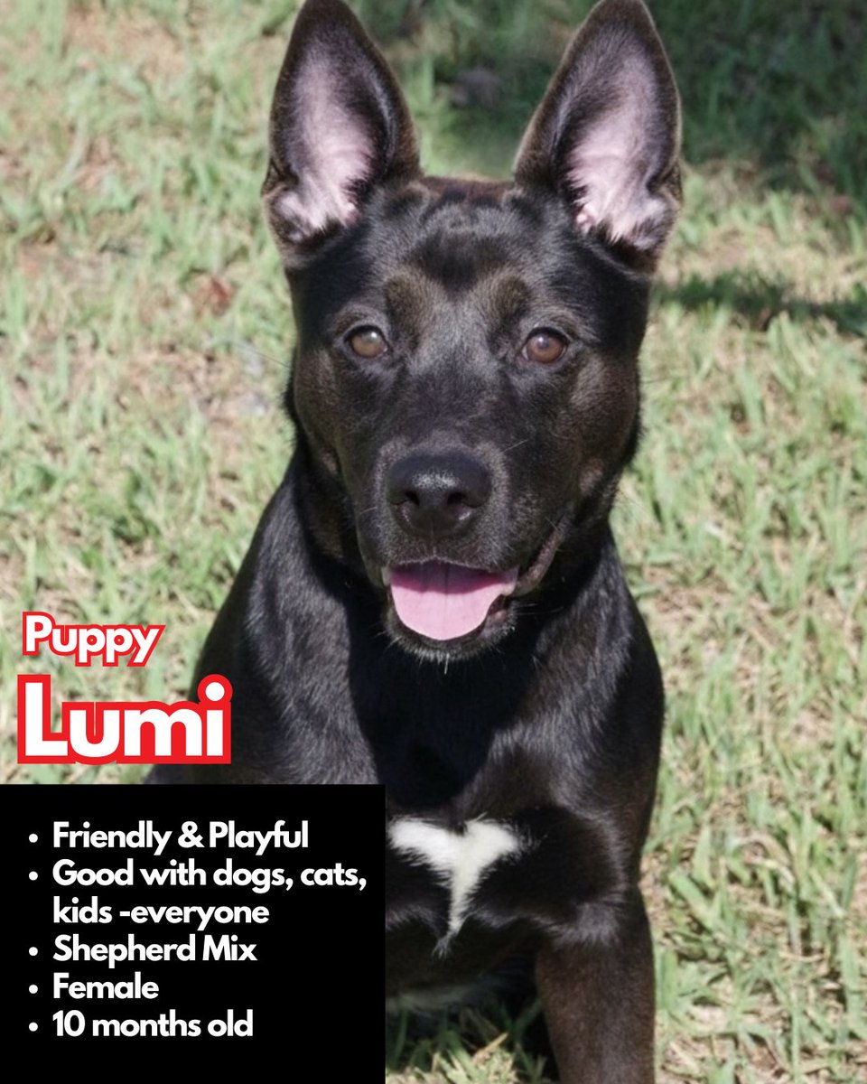 paws4you's tweet photo. Each puppy has their own unique personality — goofy, cuddly, curious, gentle, energetic — but they all have one thing in common: they’re ready to love and be loved. 🐶💕 (pt.3)

To meet or adopt, please fill out an application: https://t.co/yurbGUIuMx https://t.co/HInL5DcX8h