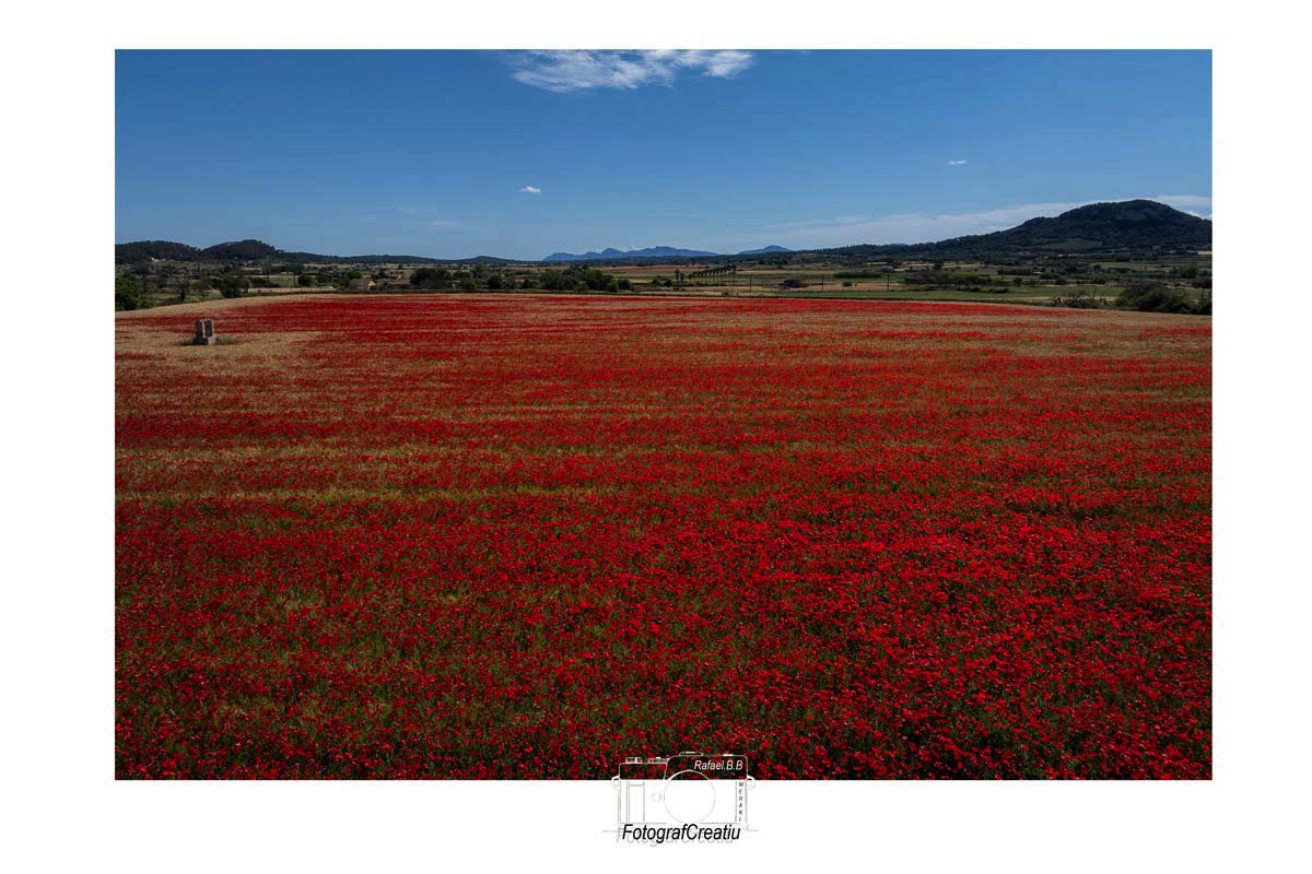 RafaelBlancBofa's tweet photo. Amapolas en Mallorca @IB3 @tiempobrasero @ElTiempo_tve @UHmallorca @diariomallorca @CincDiesIB3 @aquilatierratve @AEMET_Baleares @AEMET_Esp https://t.co/q7Kju0mQG6