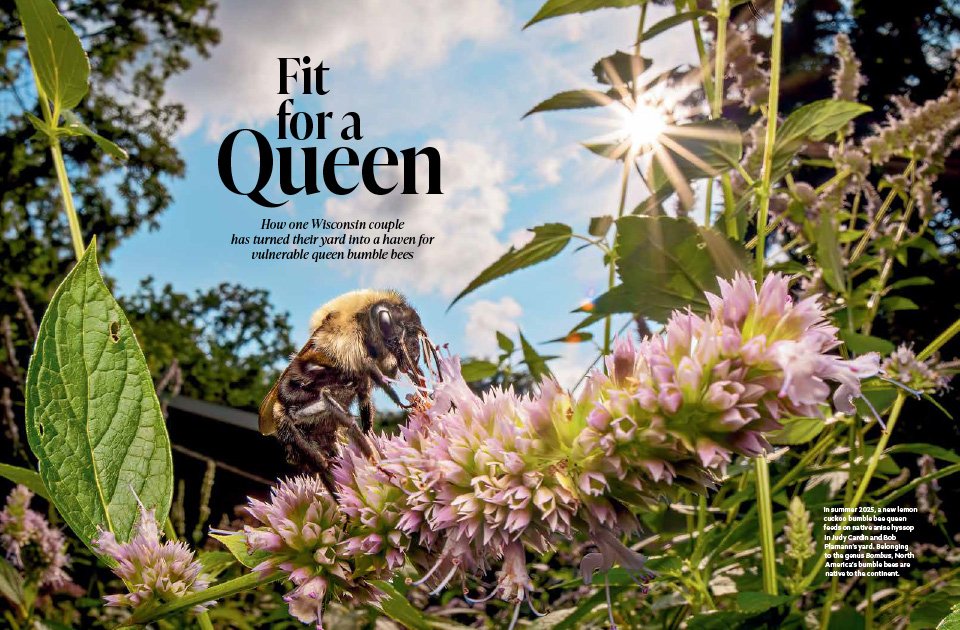 PatrickNWF's tweet photo. Habitat Fit for a Queen Bumble Bee: How one Wisconsin couple turned their yard into a haven for vulnerable queen bumble #bees #pollinators #wildlife #nativeplants https://t.co/pf47zaslbv https://t.co/a8bbiU4ZL1