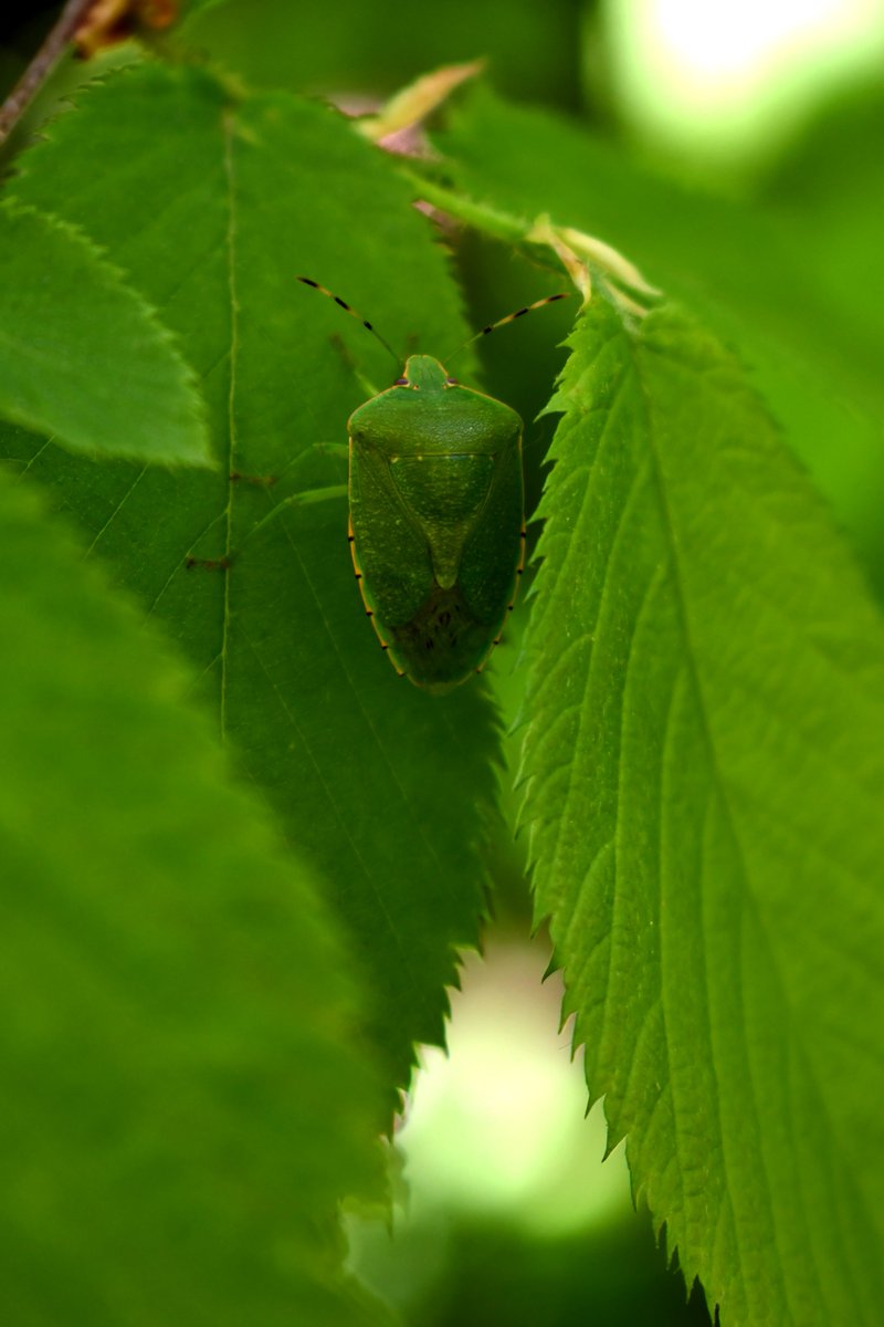 TodayInNature's tweet photo. Green stinkbug.
(Photo by Glenn P. Knoblock)
#bugs #insects #NaturePhotography #wildlife #nature https://t.co/ecyNDTi1yw