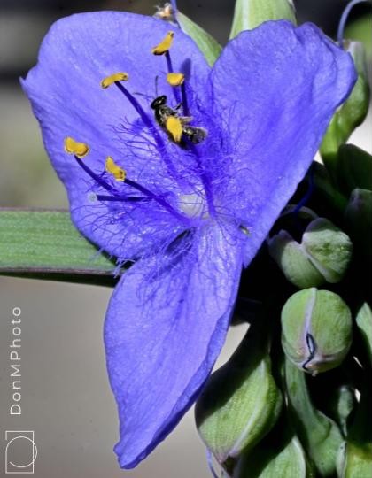 DonMedia's tweet photo. I tiny bee pollinating a Spiderwort. The flower is less than 1 in (25cm) across. #photography #pollinators #savethebees https://t.co/uBJV3xRmDW