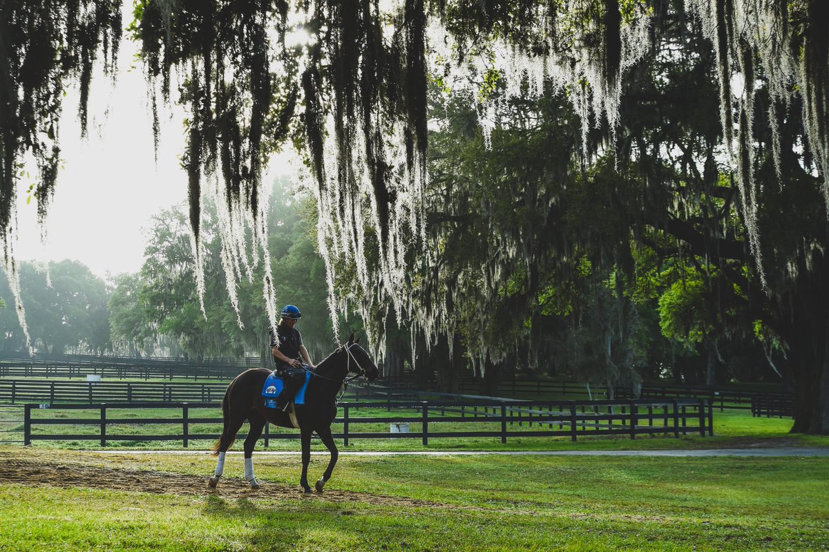 DoubleFarm15830's tweet photo. Florida Monday Morning~
Double Diamond Farm, a Premier Training Facility @Garrett9Smith 
#ocala #QualityMatters #dedication https://t.co/gDcu1GVsFF