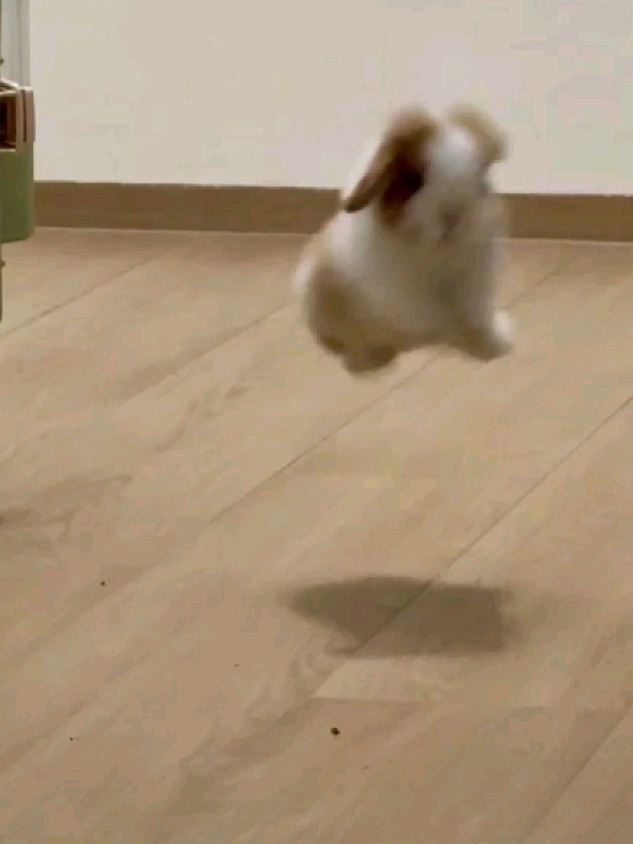 roxamelle's tweet photo. he’s literally a bunny 😭 love him 🤍 https://t.co/xdsfbKjP9Z