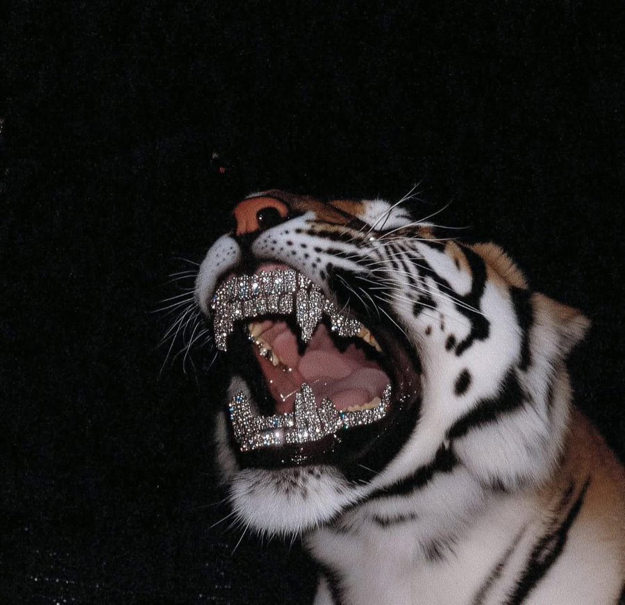 Heartless_Ace_'s tweet photo. BIG TIGERS!! https://t.co/6OqIh83LJH https://t.co/QzoT9xNRxA