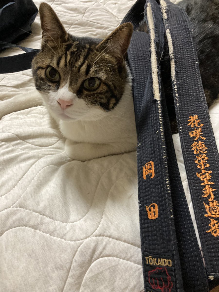 SyUkoara's tweet photo. 毎年恒例の
「前橋空手道教室」
明日は2回目
今年は人数が少���い😅
まだ4回あります。
大人も子供も一緒に体験できます。
申し込みは
「まえばしスポーツナビ」で検索‼️ https://t.co/ouPEOs0EyN