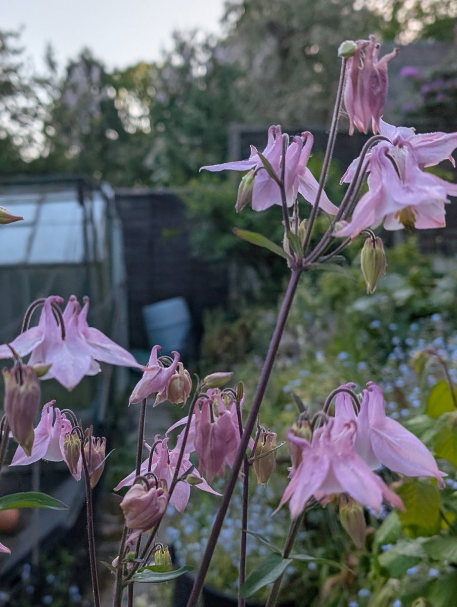 haslemeremuseum's tweet photo. On today's #Flowertable we havee
Ranunculaceae
AQUILEGIA
Aquilegia vulgaris
Known to Shakespeare as columbine https://t.co/HFISmfWsh4