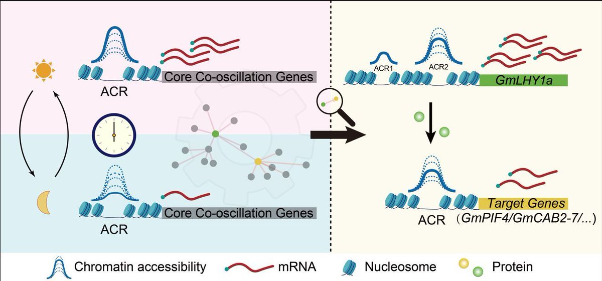 ThePlantCell's tweet photo. Circadian oscillations in chromatin accessibility systematically orchestrate rhythmic gene transcription in soybean  (Hao Tian (田昊) , Zijian Yang (杨梓健) , Qichao Lian (连启超) , et al) https://t.co/QupdmQtTtf @ASPB #PlantSci https://t.co/BK9gboo44R