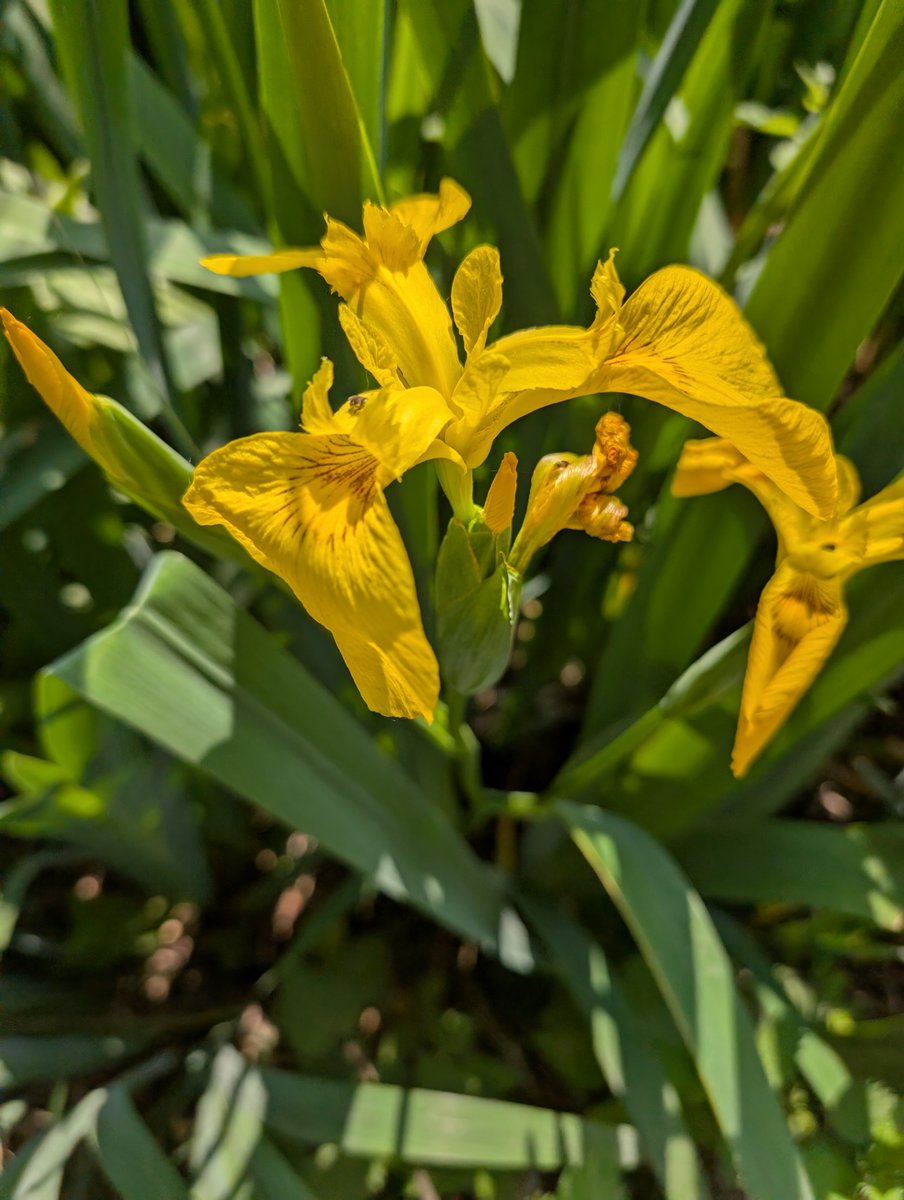 haslemeremuseum's tweet photo. Another #Flowertable today that can be found in our lovely garden
Iridaceae
YELLOW FLAG IRIS
Iris pseudacorus https://t.co/Xh3AAW9xPY