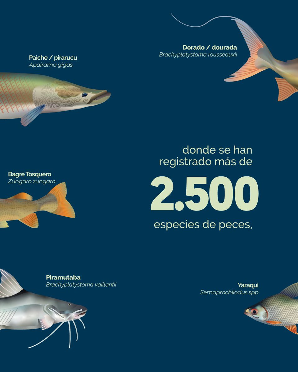 Aguas Amazónicas tweet media