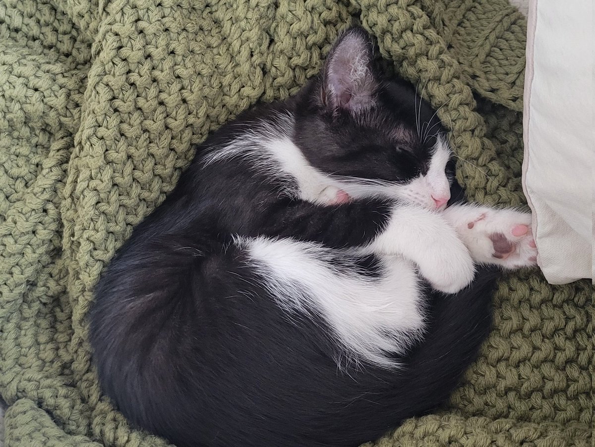 ijfen's tweet photo. New kitten is so good at playing fetch with the mouse. It's a great way to tire him out because he's full of hell when awake https://t.co/HxxoVDaZR1