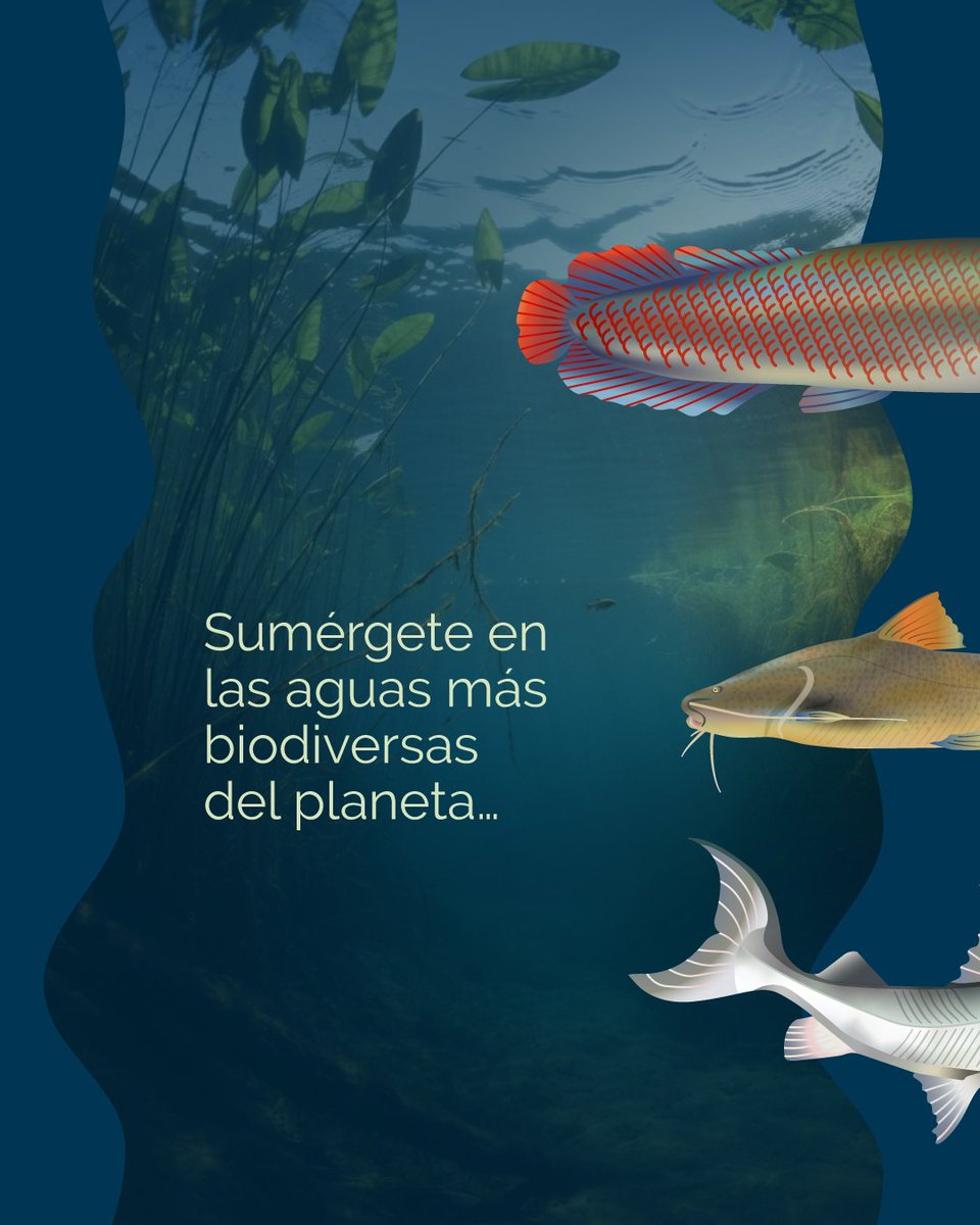 Aguas Amazónicas tweet media