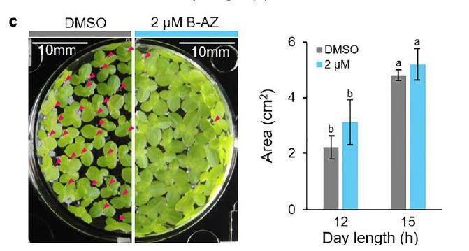 PlantPhys's tweet photo. A small-molecule clock modulator quantitatively manipulates photoperiodic flowering (Akari E Maeda , Shogo Ito , Tokitaka Oyama , Ayato Sato , Norihito Nakamichi , Tomoaki Muranaka) https://t.co/gVUBdPVKxD @ASPB #PlantSci https://t.co/COipzkFcb2