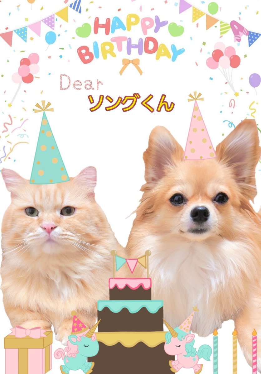 猫と犬あるちゃんさっちゃん tweet media