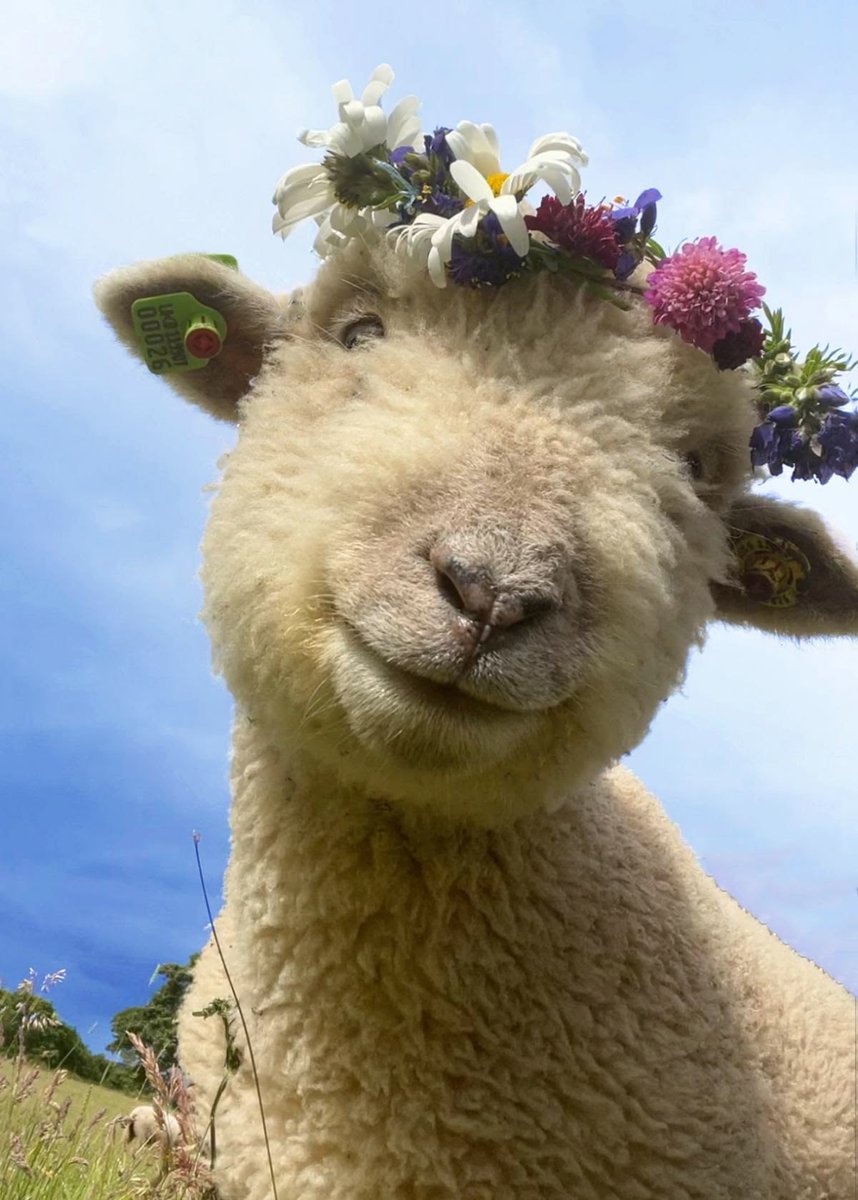 sheep tweet media