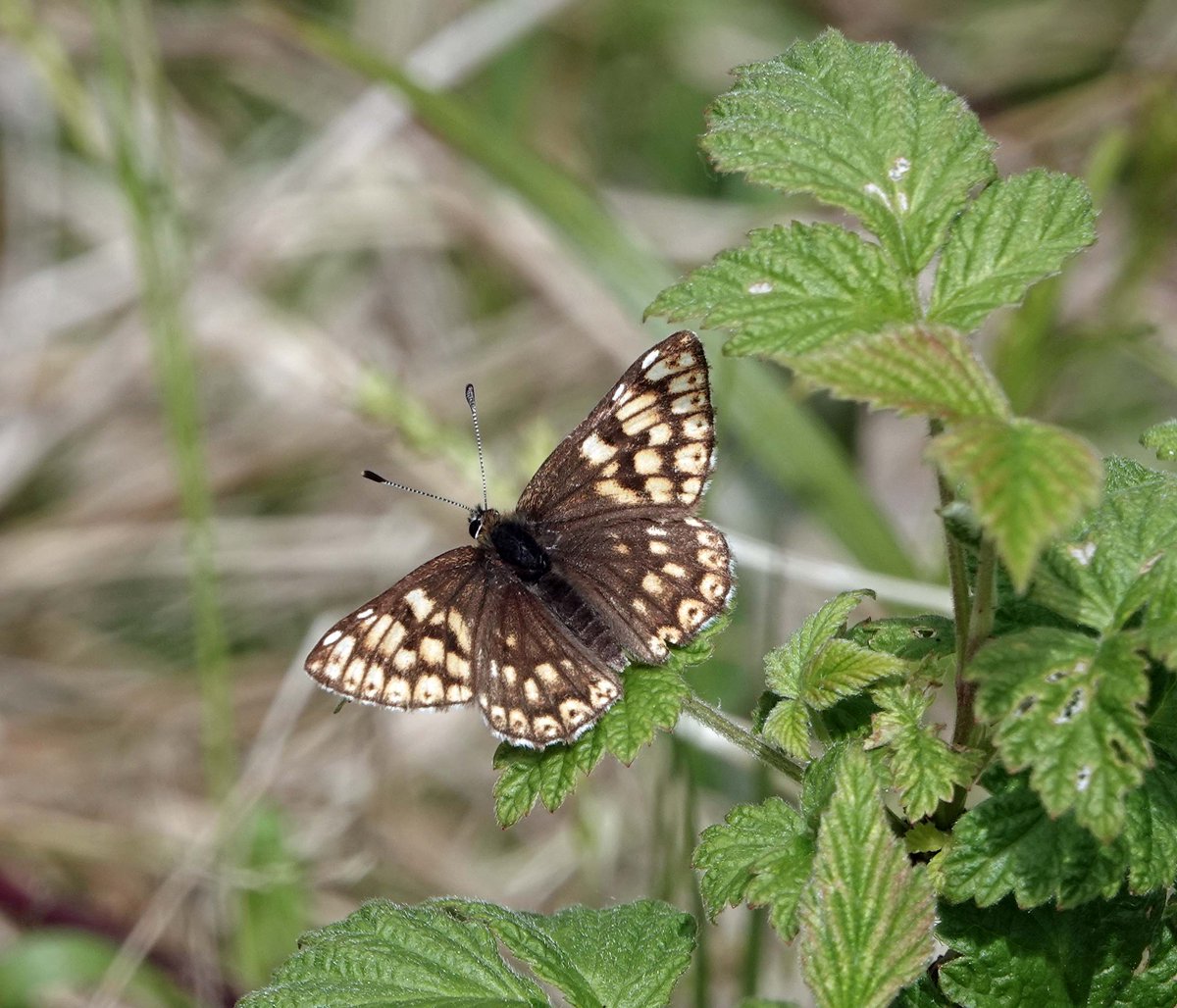 Alan_Brown71's tweet photo. Trip down to Gait Barrows in Lancs on Friday for Duke of Burgundy after dipping there last year. Borderline temperature and intermittent sunny periods made it not a gimme but perseverance paid off eventually with good looks of three. Some pics attached #Butterflies https://t.co/XaZs1VJ9XE