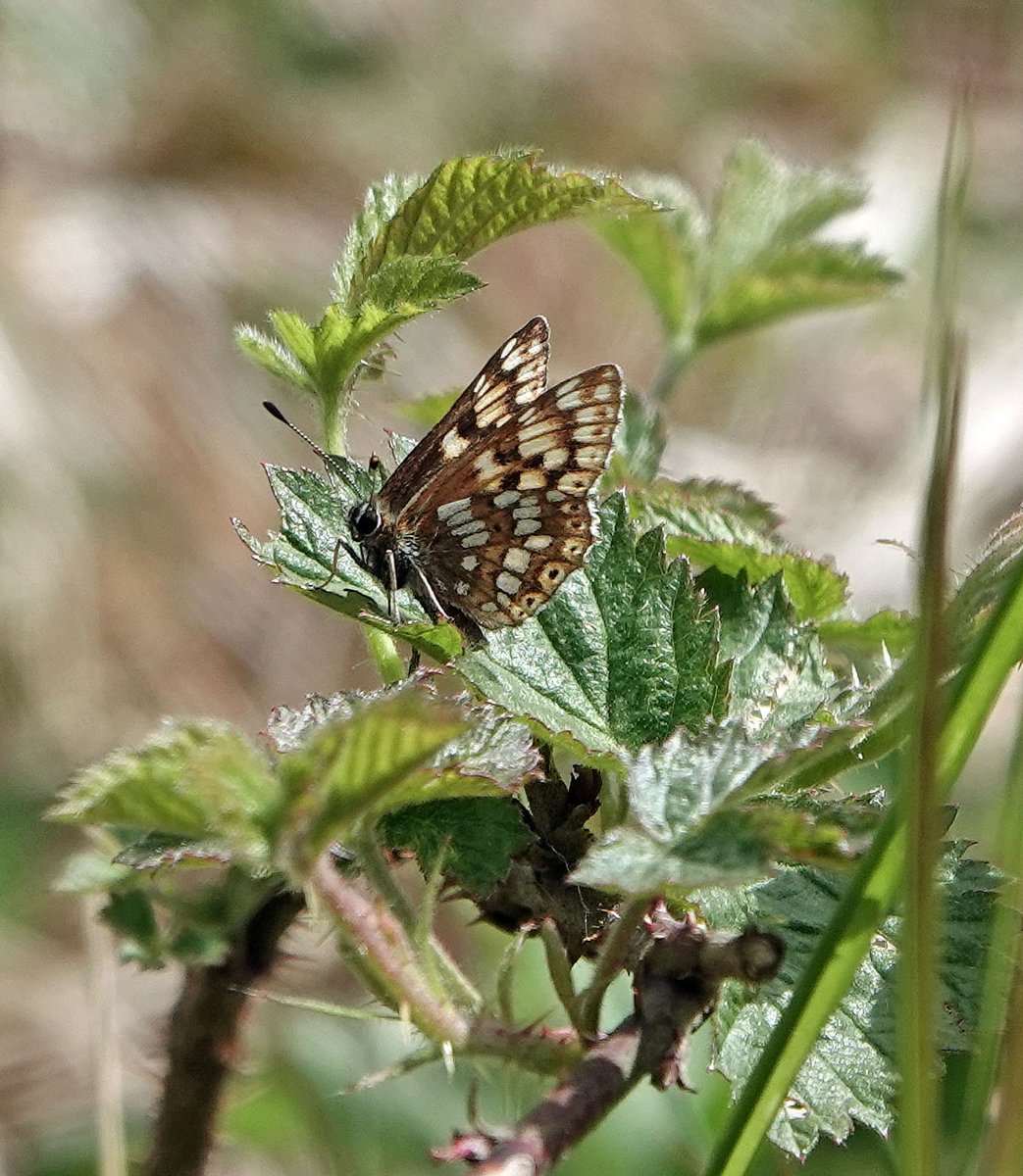 Alan_Brown71's tweet photo. Trip down to Gait Barrows in Lancs on Friday for Duke of Burgundy after dipping there last year. Borderline temperature and intermittent sunny periods made it not a gimme but perseverance paid off eventually with good looks of three. Some pics attached #Butterflies https://t.co/XaZs1VJ9XE