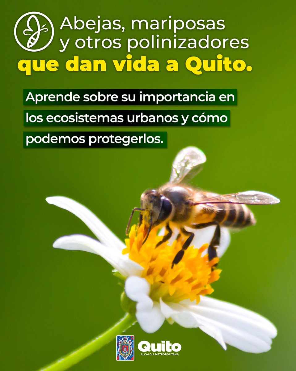 ambientequito's tweet photo. 🐝#AmbienteInforma | Acompáñanos en una jornada interactiva para conocer el rol crucial de las abejas, mariposas y moscas en nuestro entorno.

📍 Parque Bicentenario
🗓️ Miércoles 20 de mayo
⏰ 10h00 a 14h00

¡Te esperamos para construir juntos un Quito más sostenible! 🌎

#QuitoRenace