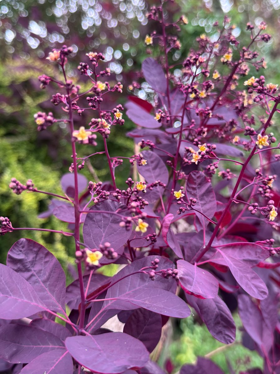 Not sure what tree this is in my garden but it has very pretty