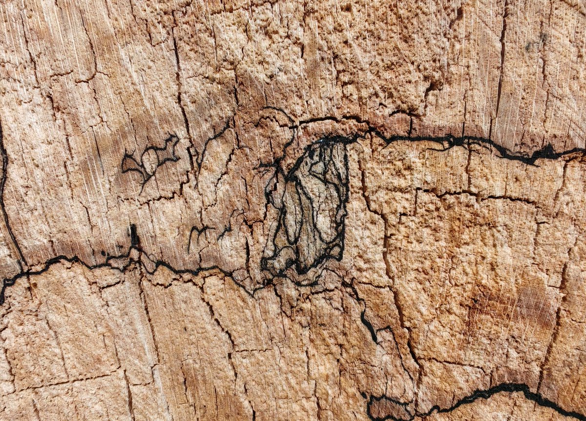 LubyArt's tweet photo. Fungal zone lines drawn through tree stump wood #morethanhumandrawing https://t.co/1A36IwJ5oF