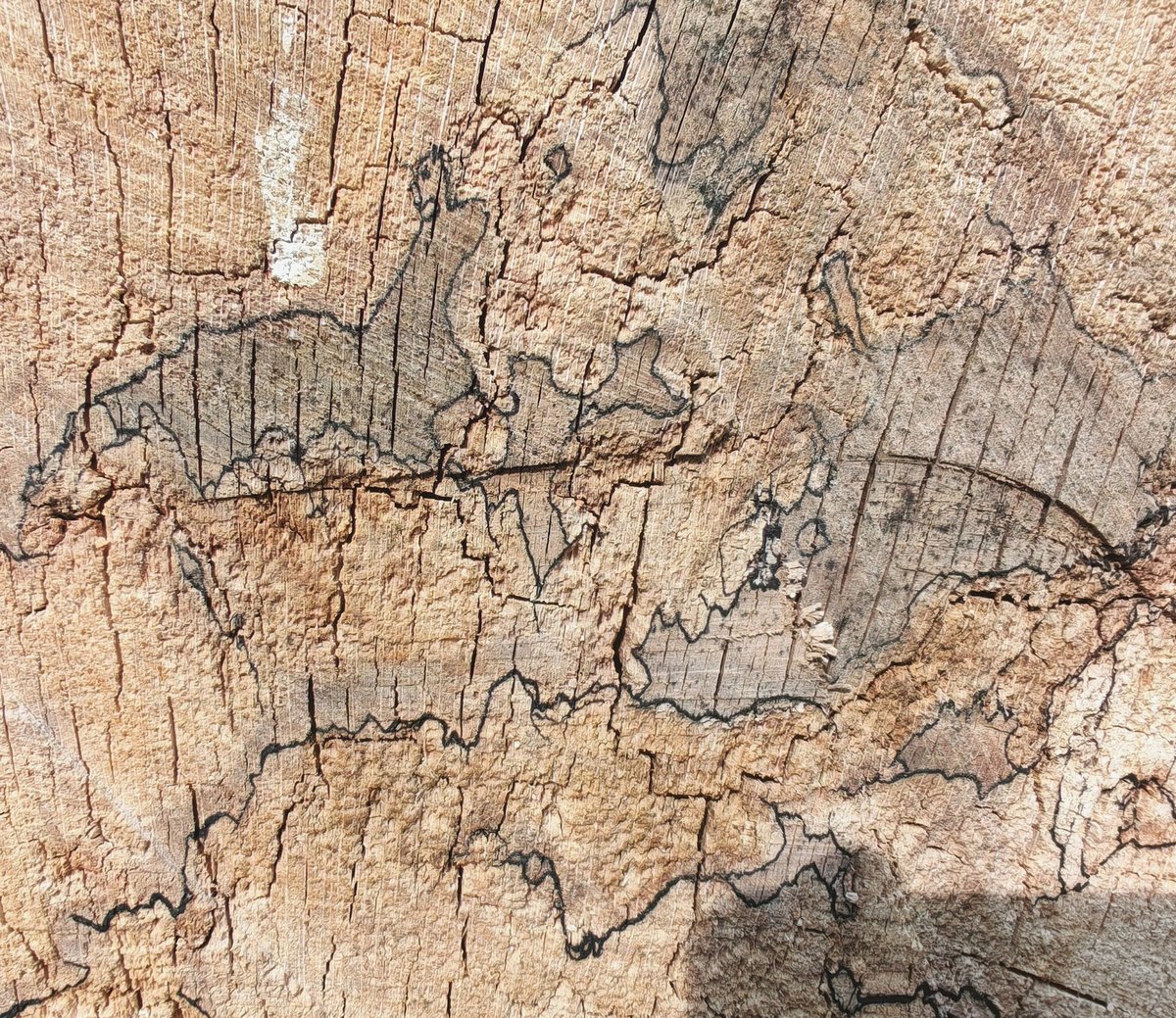 LubyArt's tweet photo. Fungal zone lines drawn through tree stump wood #morethanhumandrawing https://t.co/1A36IwJ5oF