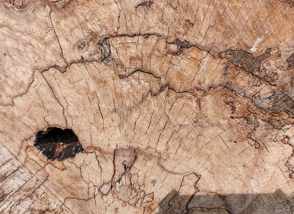 LubyArt's tweet photo. Fungal zone lines drawn through tree stump wood #morethanhumandrawing https://t.co/1A36IwJ5oF