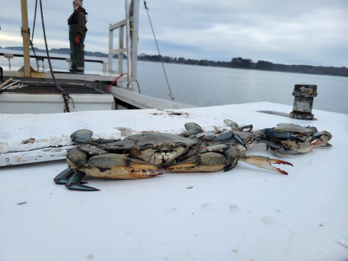 MarylandDNR's tweet photo. The total population of blue crabs in the Chesapeake Bay has grown in the past year, and so did the population of juvenile blue crabs. Maryland DNR today announced the results of the Chesapeake Bay Blue Crab Winter Dredge Survey, a cooperative effort between DNR and the Virginia Institute of Marine Science.

The survey estimated a total of 349 million blue crabs in the Chesapeake Bay in 2026, a 46% increase over the estimate of 238 million crabs last year. Scientists also estimated 228 million juvenile blue crabs, an increase of 121% from last year. This above-average abundance is a promising result to fisheries biologists, after what had previously been six consecutive years of below-average juvenile recruitment. The total abundance and juvenile abundance were at the highest levels since 2019. 

Read more about the results of the survey here: https://t.co/fQDb2ppGUG